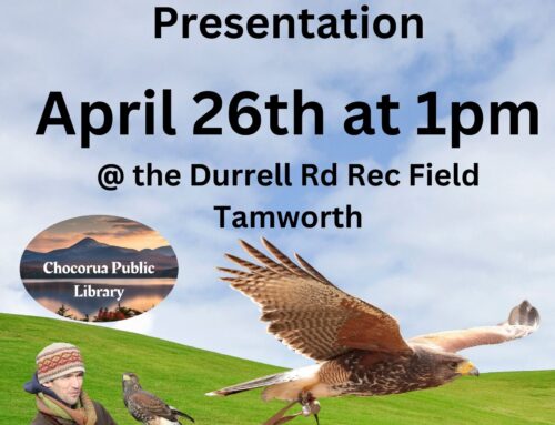 Cancelled Due to Weather – Monadnock Falconry Comes to Tamworth